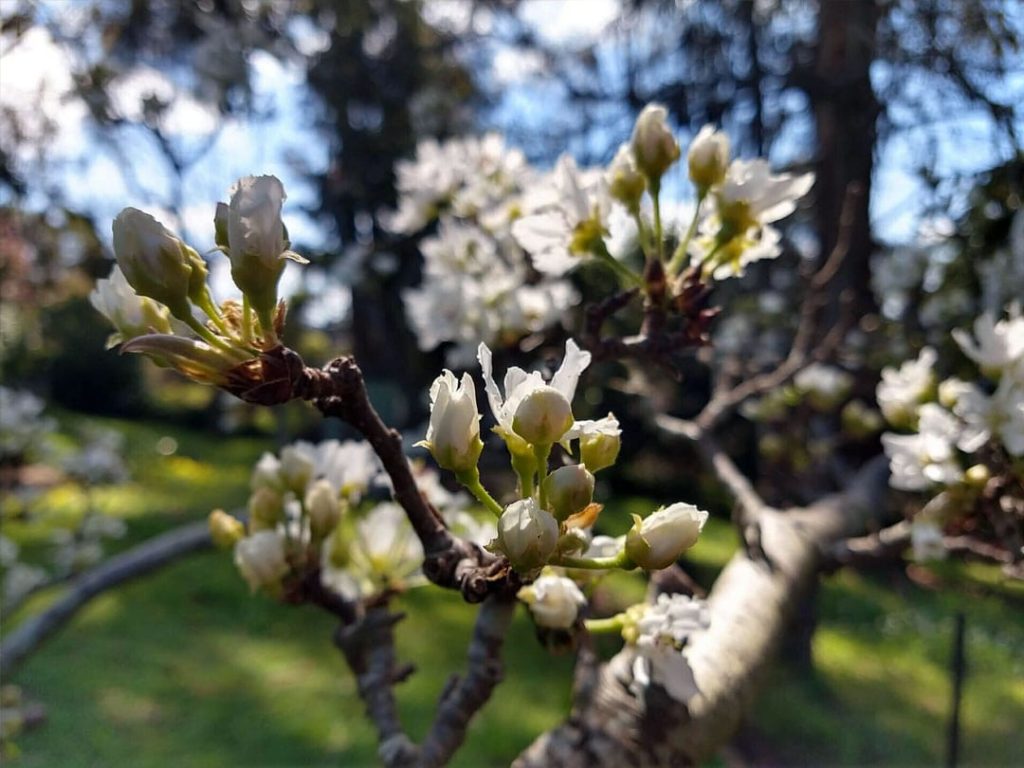 Seasonal gardening consultation